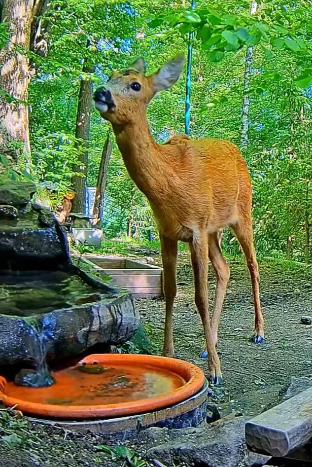 livebirdspoland_42913af1aba57af5a79705c7dd018940.jpg