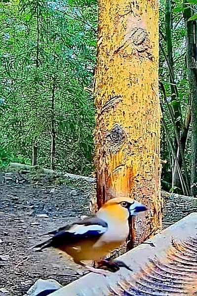 livebirdspoland_15ea16dc74206e7dcfa7923d220a10f5.jpg
