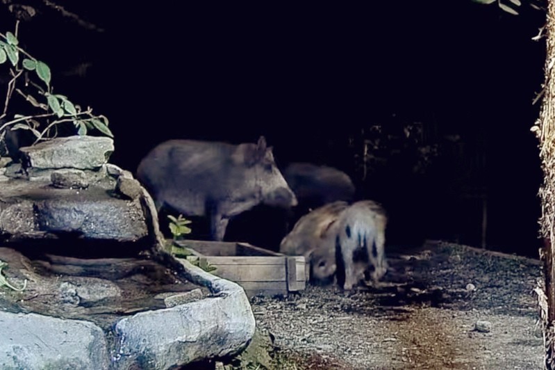 livebirdspoland_e628db3fcbc67bab8a0588dbf46a4410.jpg