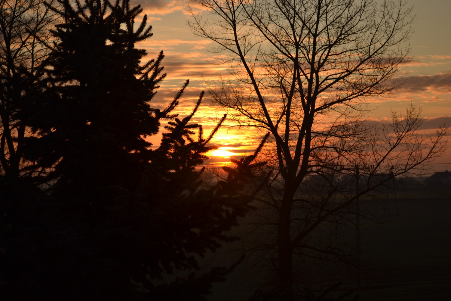livebirdspoland_242685c93ea53a7f8987ef5d46fdade0.jpg