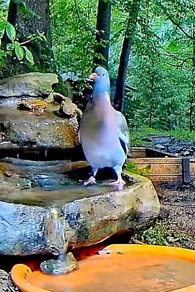 livebirdspoland_265bd9582eb535dcea957a3c096c3b9d.jpg