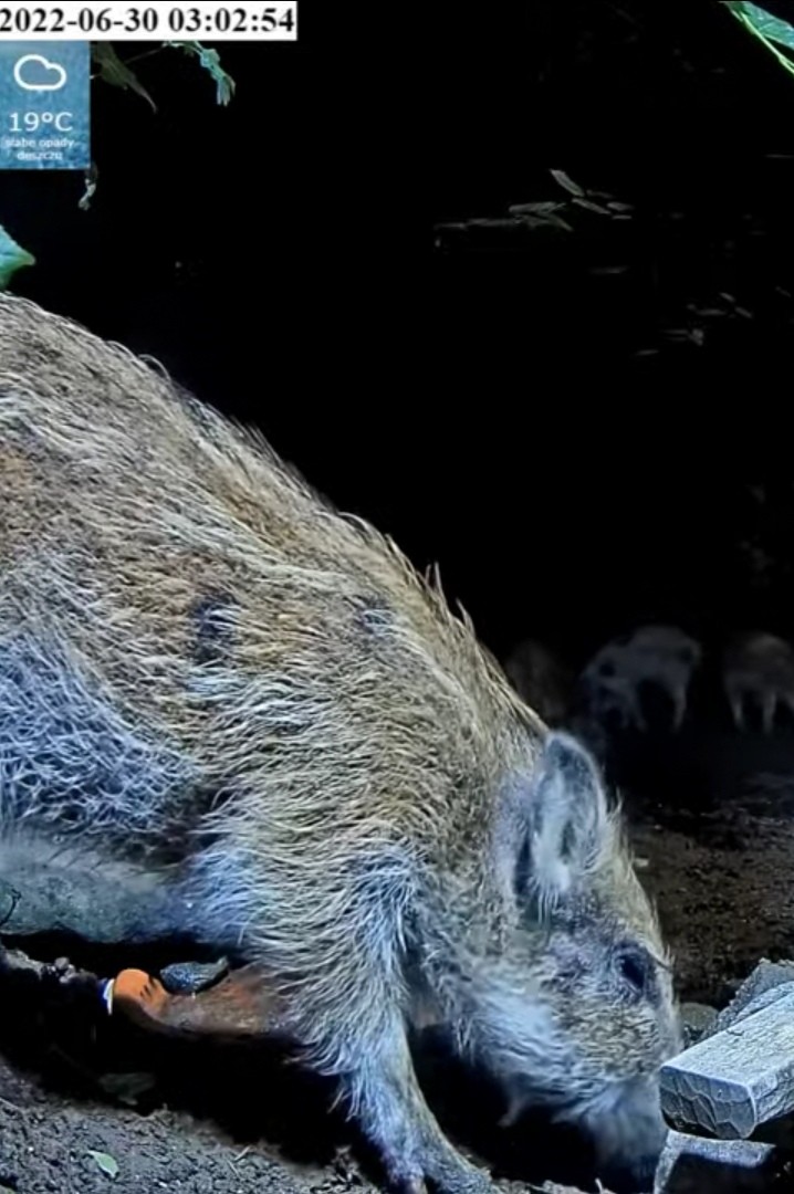 livebirdspoland_8ae9df9972a3e315b2f26c81eef80f90.jpg