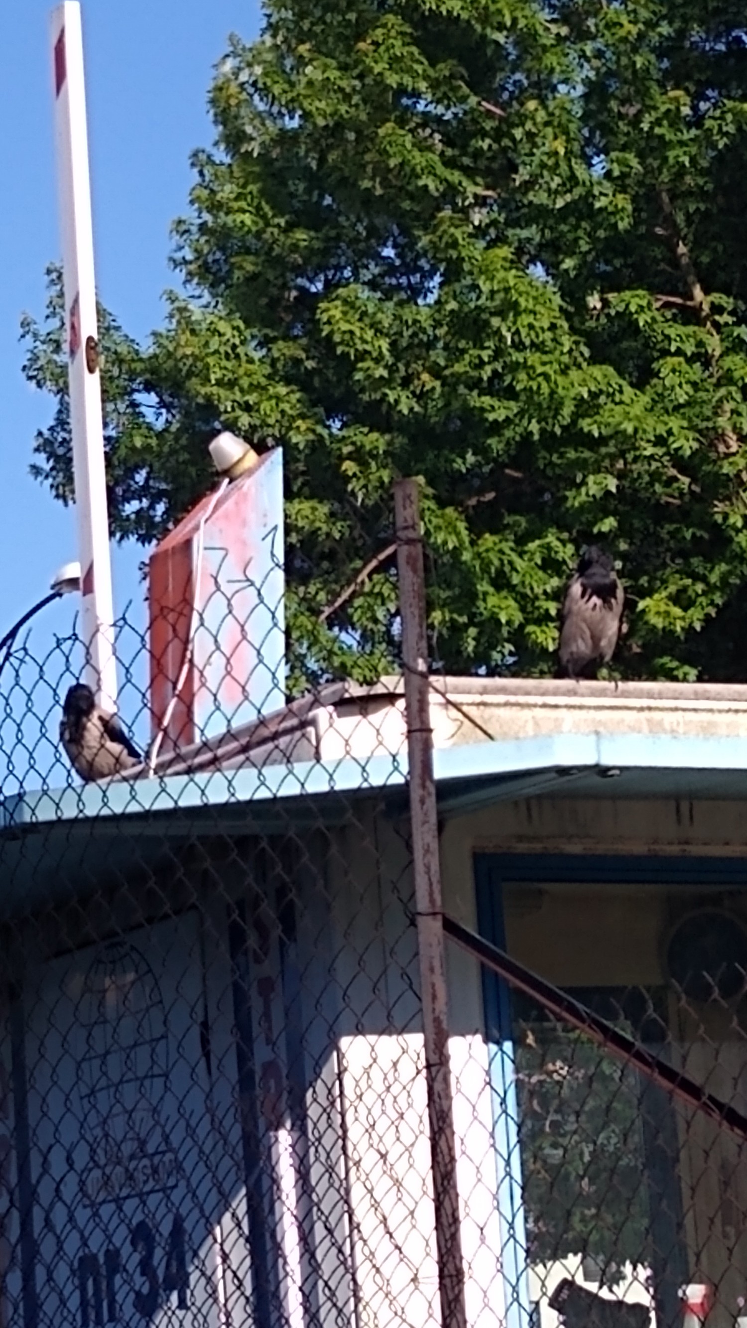 livebirdspoland_4b6854ceb1280c406f3834c88a3e6b9f.jpg