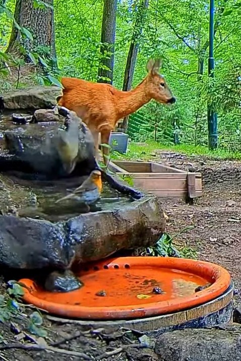 livebirdspoland_5dfe3683422a7757d4755c68d10e624a.jpg