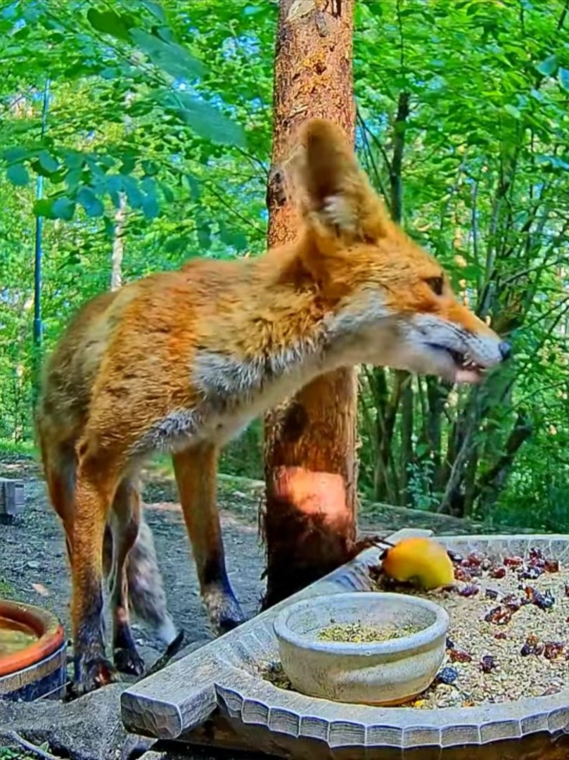 livebirdspoland_1867587e5a92177d9ef285b89edfdf8d.jpg