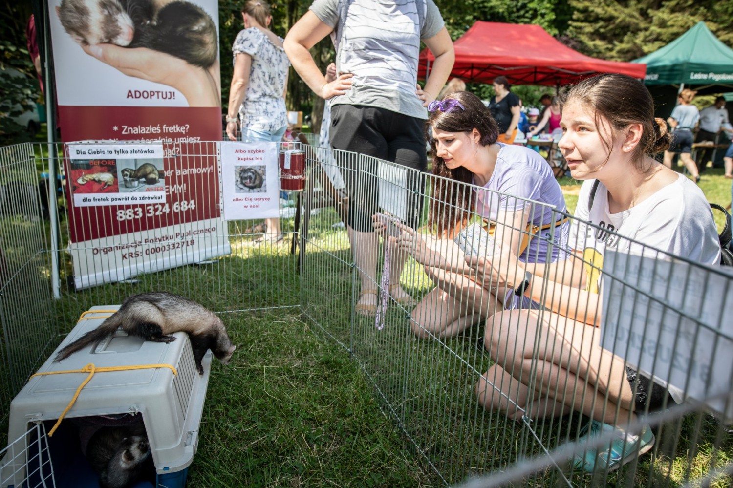 livebirdspoland_14579fd4479bab7710383830cbf5715e.jpg