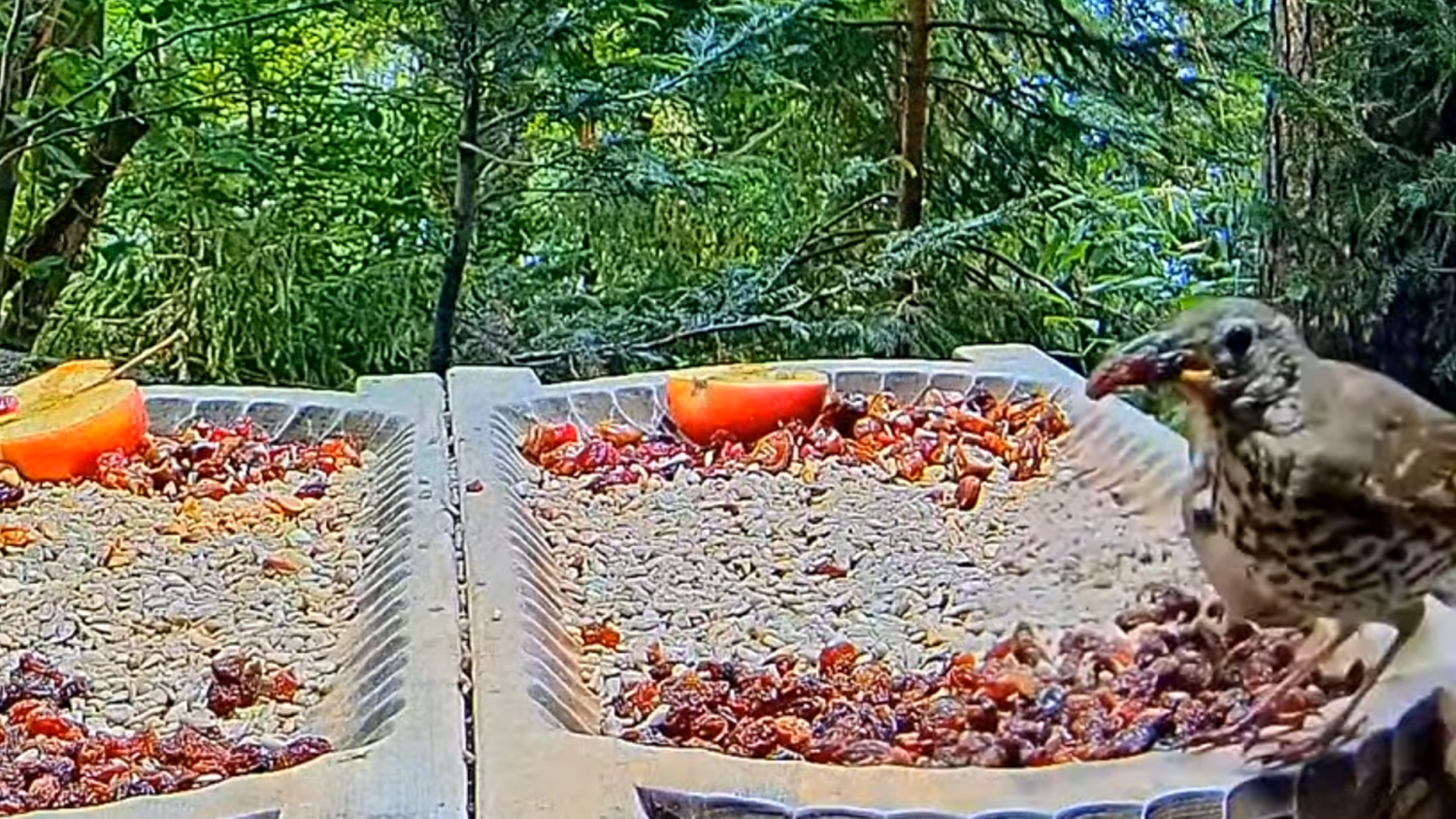 livebirdspoland_caff7c54bb77ef69bd1d4b7bc6015d0c.png
