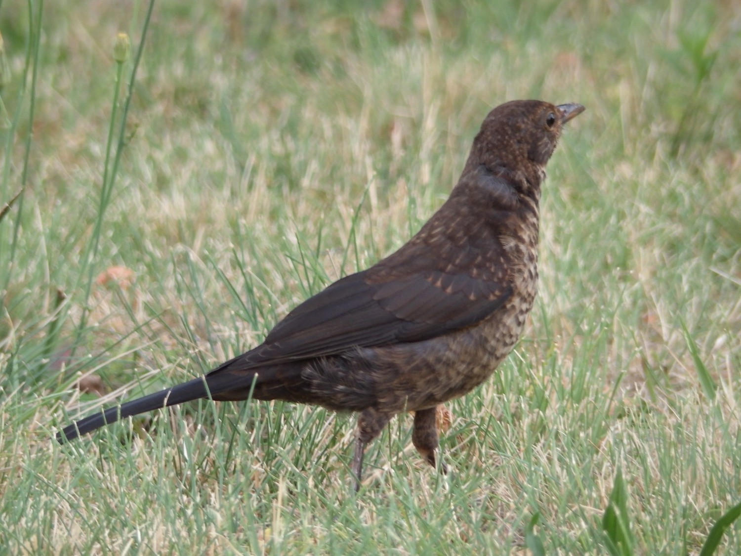 livebirdspoland_ea5cdf4cab767e0e546153e9492b8989.jpg