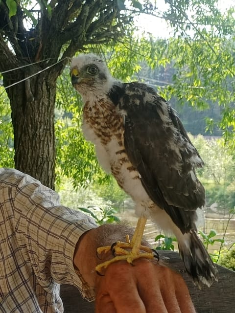 livebirdspoland_4ff031a8da2598ea60305f6a213f66a5.png