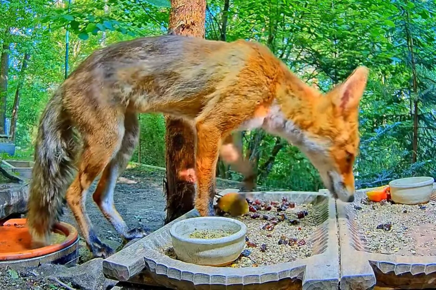 livebirdspoland_4011b07091ce059accfcd68957e27298.jpg