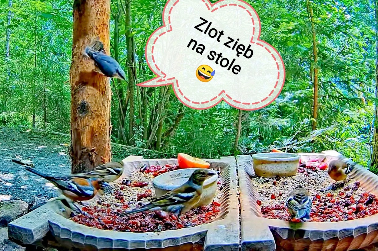 livebirdspoland_1c8da0bff14efe32595fee27e795bb85.jpg