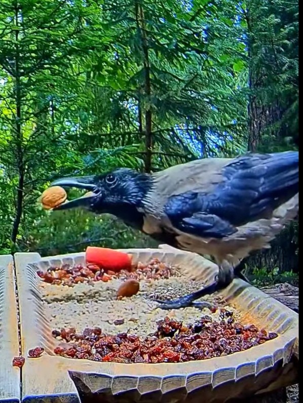 livebirdspoland_aaab63963ddd41943b9d03bb79c05927.jpg