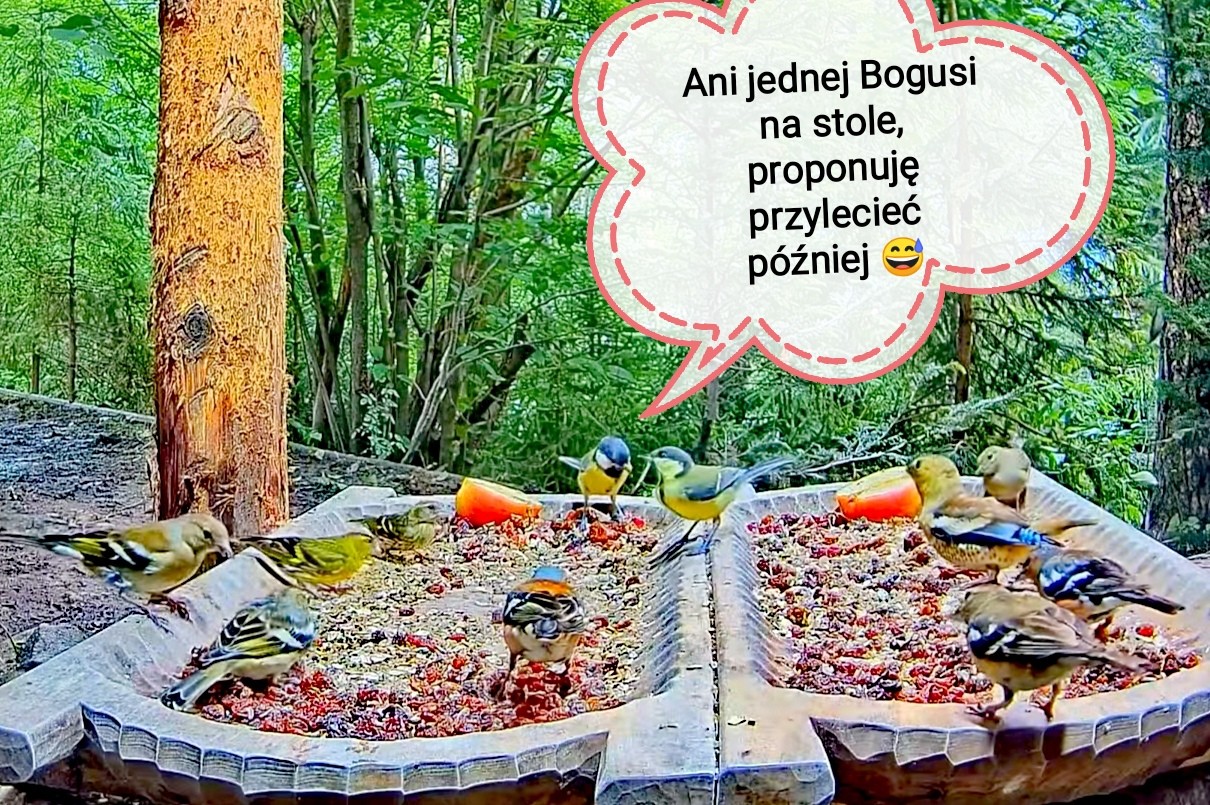 livebirdspoland_a231b0dd08e9f79b1f420b9ccc61842c.jpg