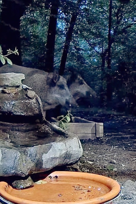 livebirdspoland_cbff5a8892b90603018a440e627b7b45.jpg