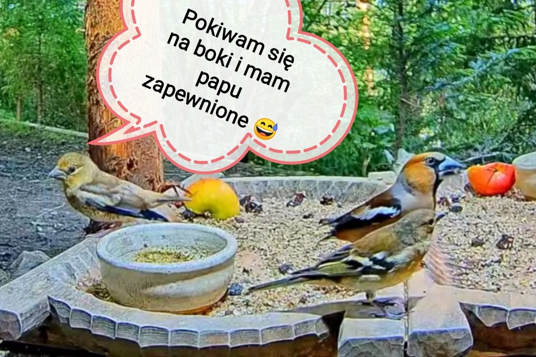 livebirdspoland_8256dcf88640cd03f035ec3d0e462123.jpg