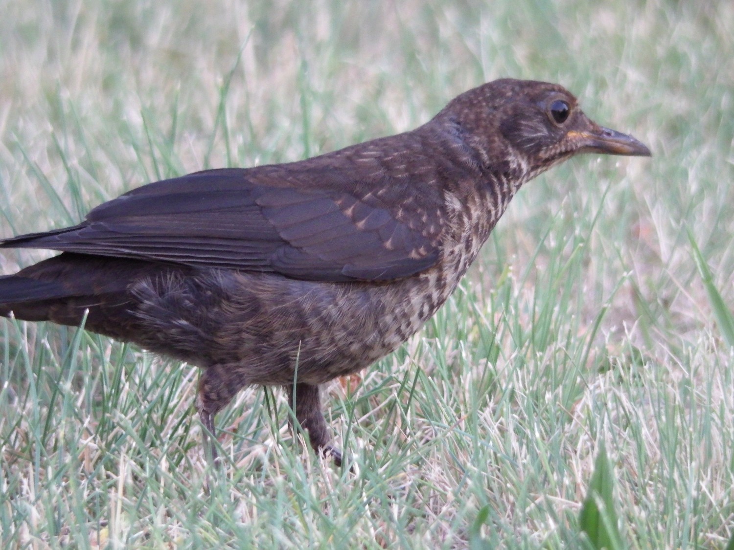 livebirdspoland_fffa3825f56dbfb08073227da13210d2.jpg