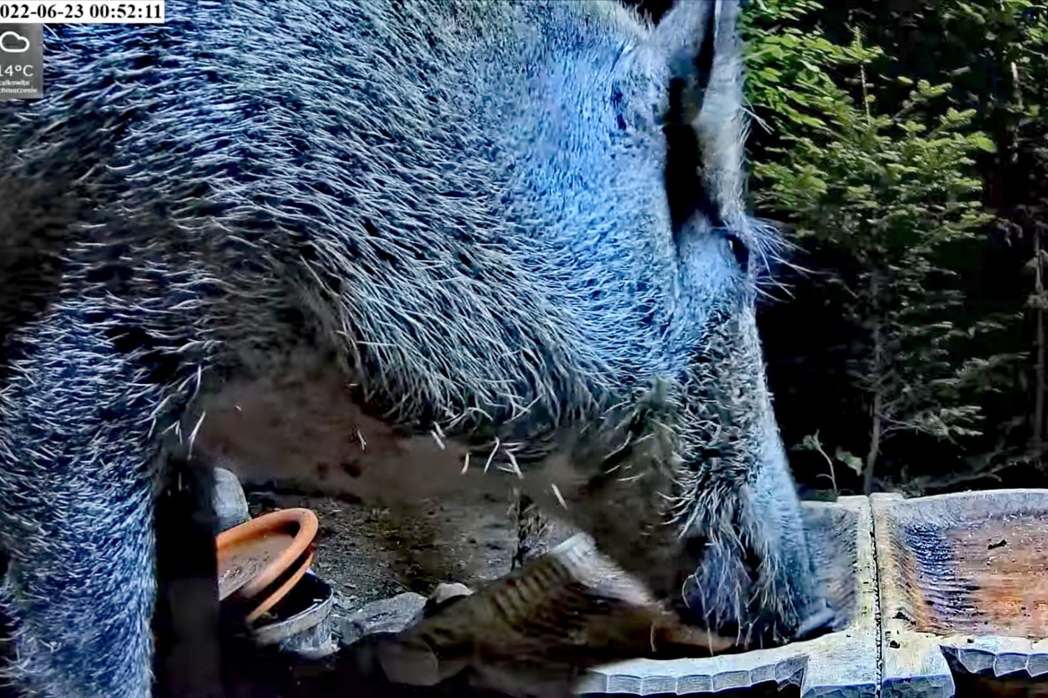livebirdspoland_3f8c2293963b40f76fbc1e23e2251e05.jpg