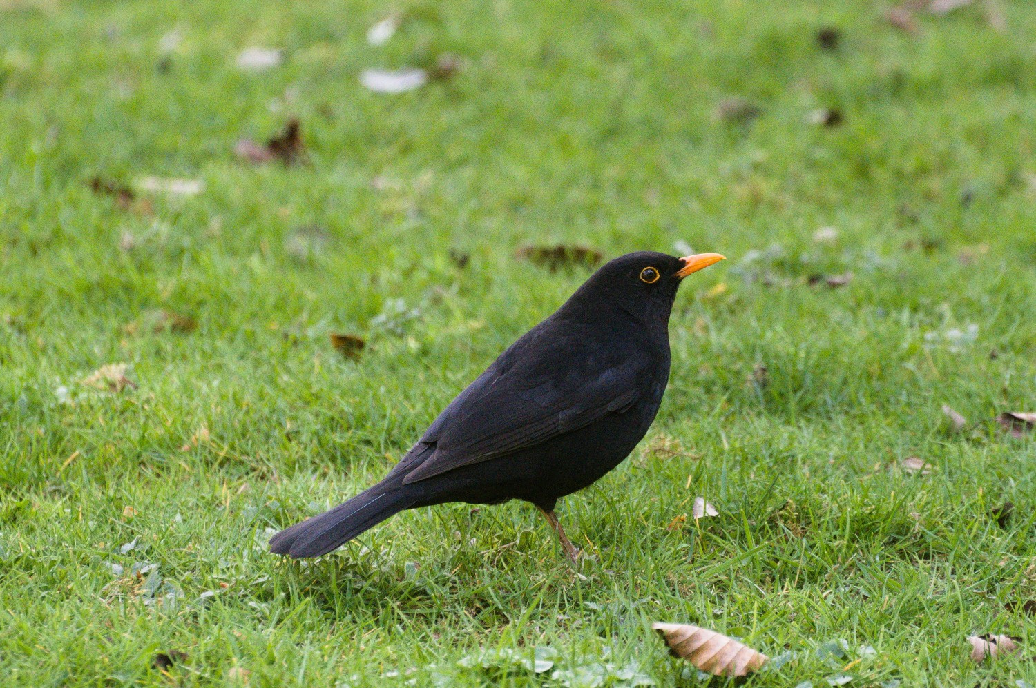 livebirdspoland_735f8913a59b62c5e1a7c25c1754d079.jpg