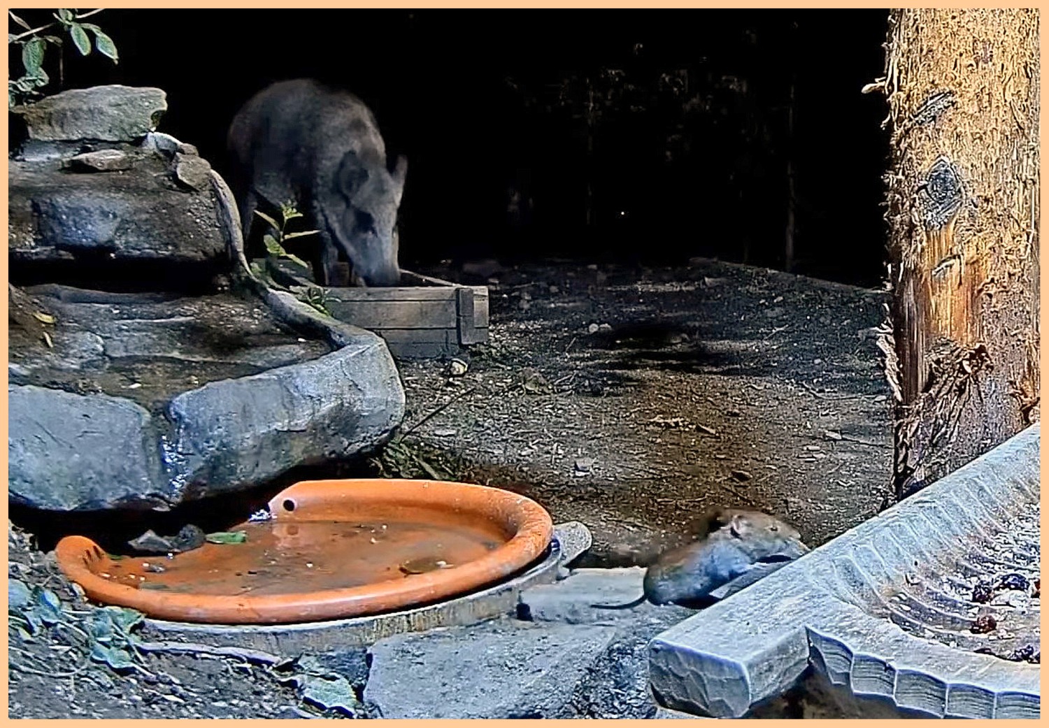 livebirdspoland_f12688f1c9335ad38b05146315482582.jpg