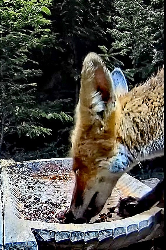livebirdspoland_974f3d7f5cebb6e38129b8ce93564cc9.jpg