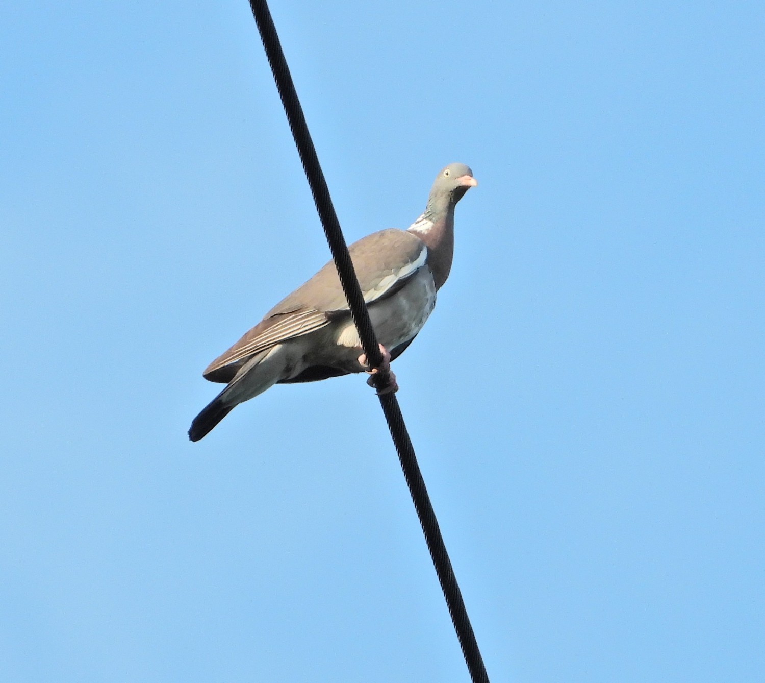 livebirdspoland_9b313a58dca5efd5af59d9b97692d63c.jpg