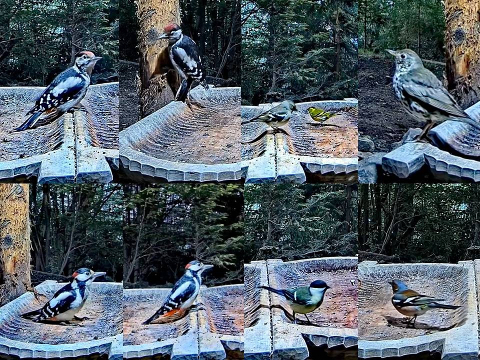 livebirdspoland_34a895c0cec28cf2af09fdeb0f33ee77.jpg