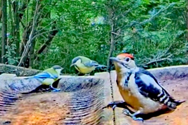 livebirdspoland_3b19c37e90dd7819a32b31fd6ef37435.jpg