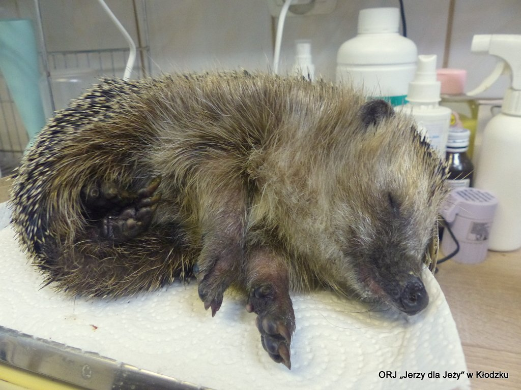 livebirdspoland_5ea4aafb908c51c5cf1c9c3e99e50fc5.png