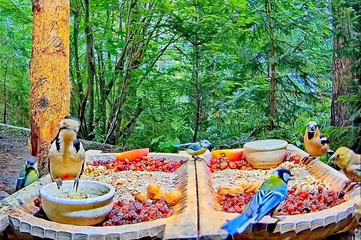 livebirdspoland_95ea09c25d411d463080467ffa075e77.jpg