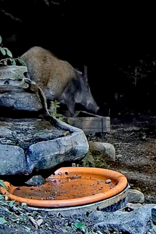 livebirdspoland_e1ee6188eea9b8852a07eb7cf985ef34.jpg