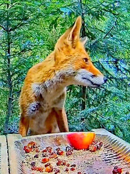 livebirdspoland_70b8a6b35ba3b90805fa2bb705691aa3.jpg
