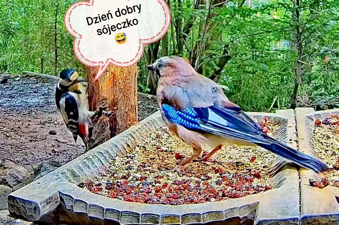 livebirdspoland_dd8d4438cd7230d344f4d9d57f90b66b.jpg