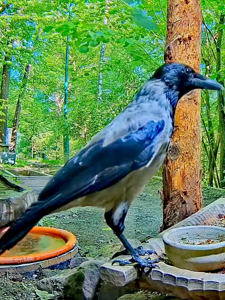 livebirdspoland_03a078e0dc65eb03a7498d208f77af77.jpg