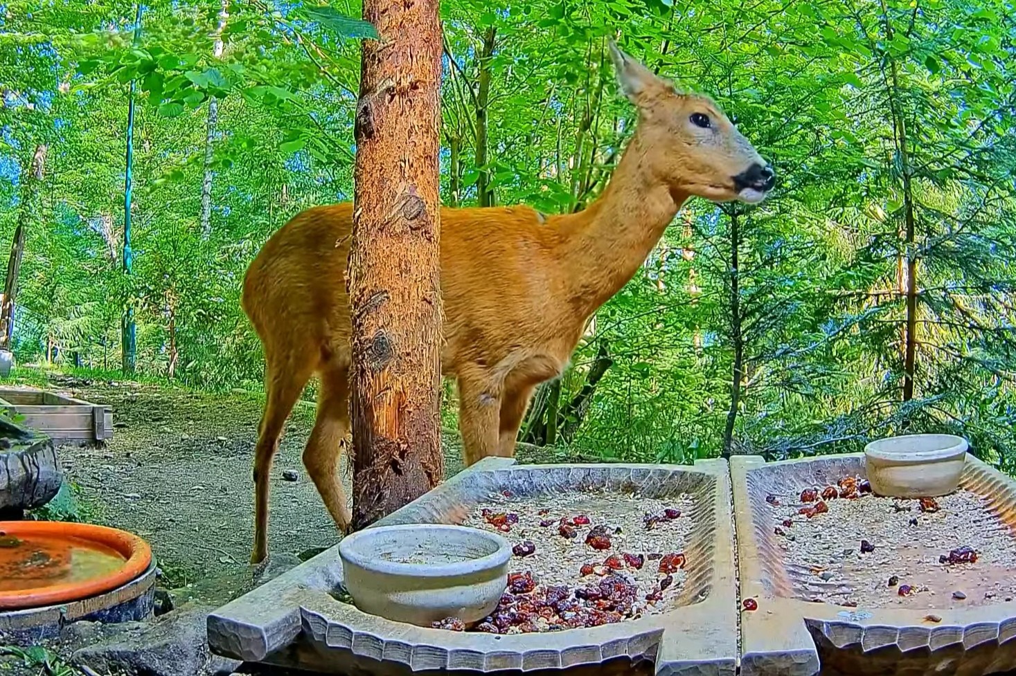livebirdspoland_ef2eafb601984eb2922384989d1f3846.jpg