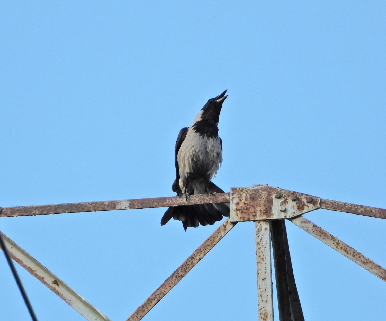 livebirdspoland_a706ca23810a66eed0d5b7d0d6ac6efb.jpg