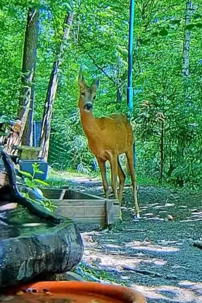 livebirdspoland_1edeff020019d9234c77f5843be0d96a.jpg