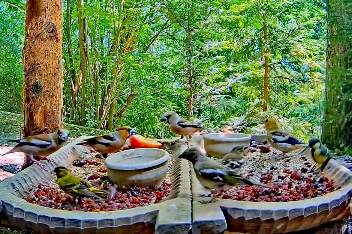 livebirdspoland_2d275ee2d09914444207f423221f34c5.jpg