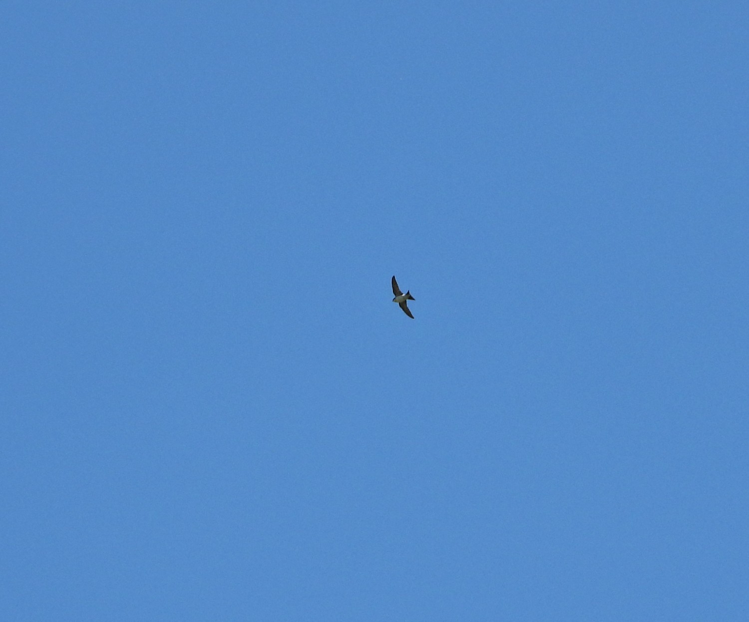 livebirdspoland_1c22d1c644e21a94c2599d84181f3d83.jpg