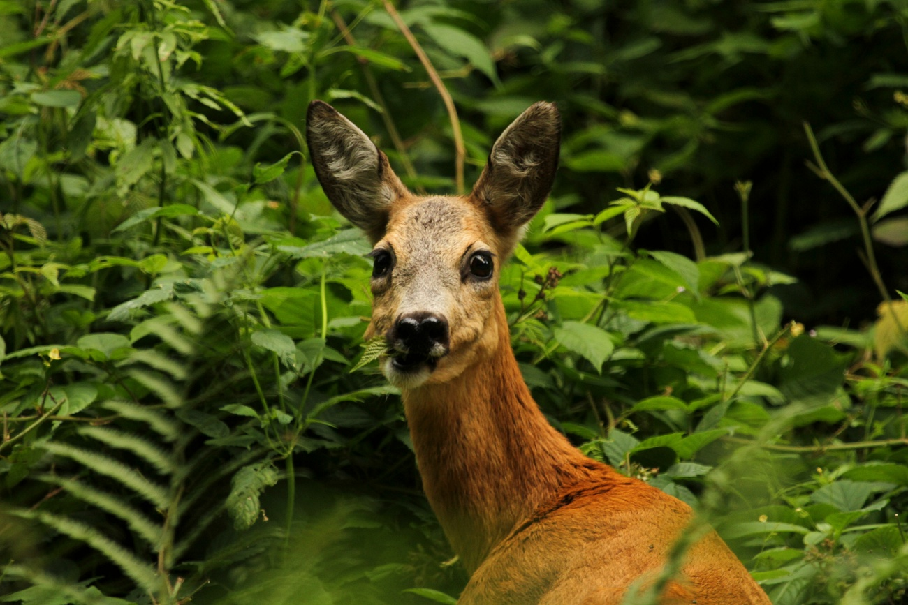 livebirdspoland_20e6443f548f100ebbde7fe0572c107c.png