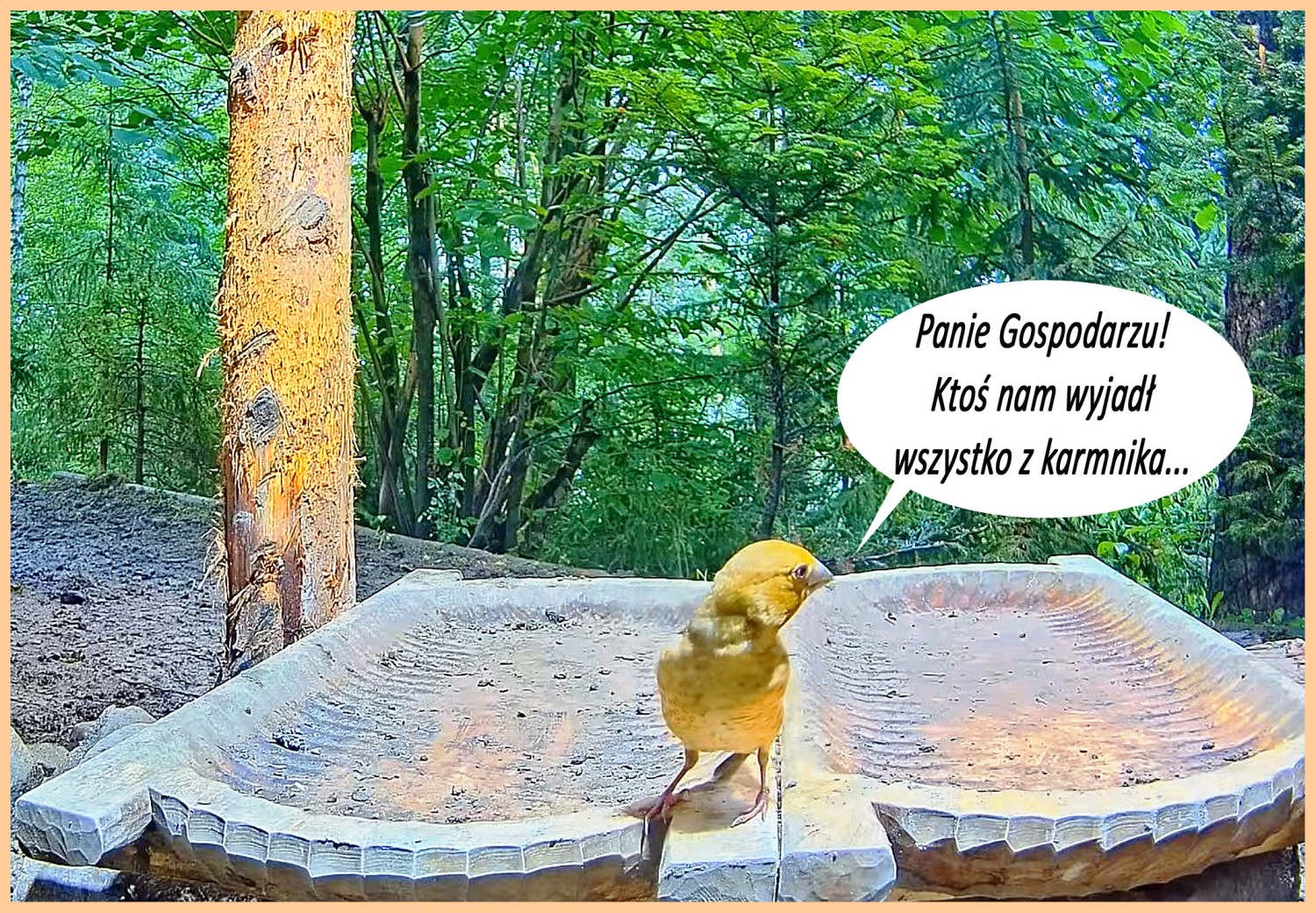 livebirdspoland_260d4e26ef6341718fe81f70fb561236.jpg