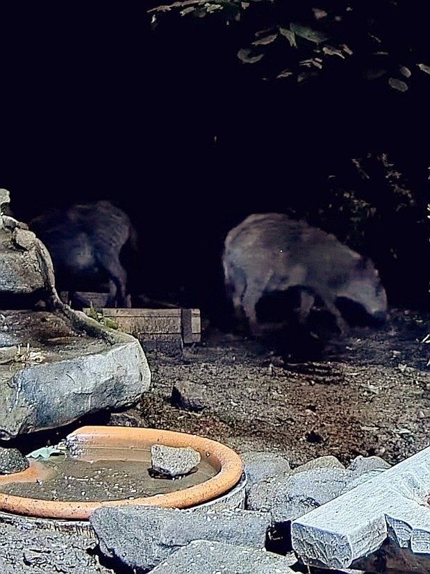 livebirdspoland_e073c3962c7265a32cd8d54235f8fc67.jpg