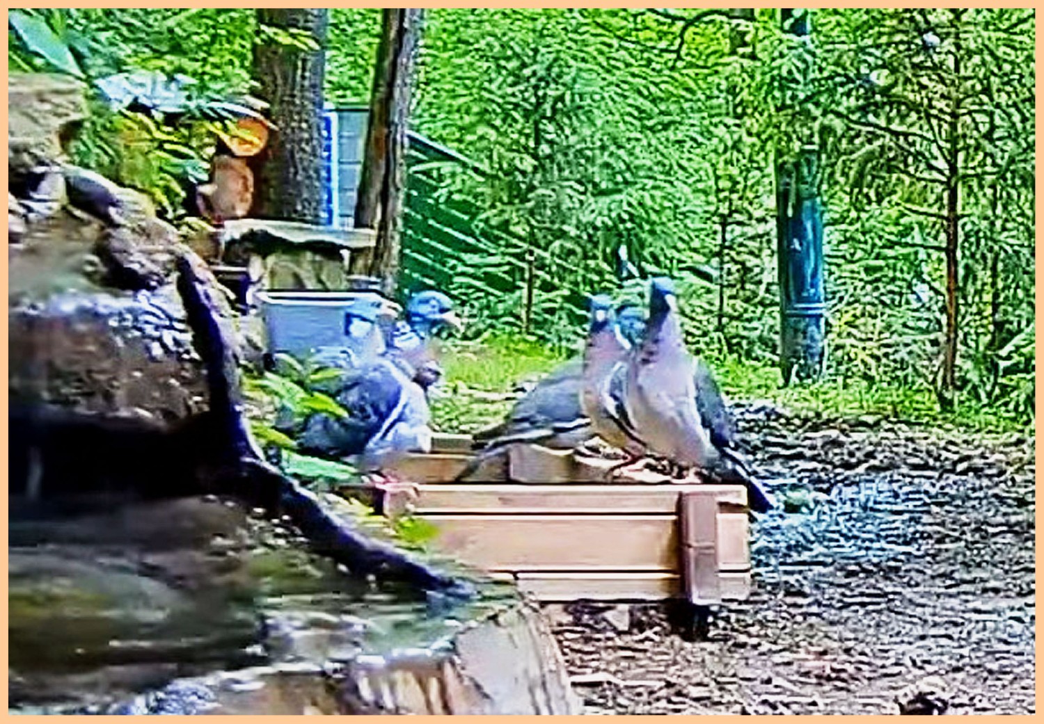 livebirdspoland_49a14ec7d6b99034ecbc52147bc085fa.jpg