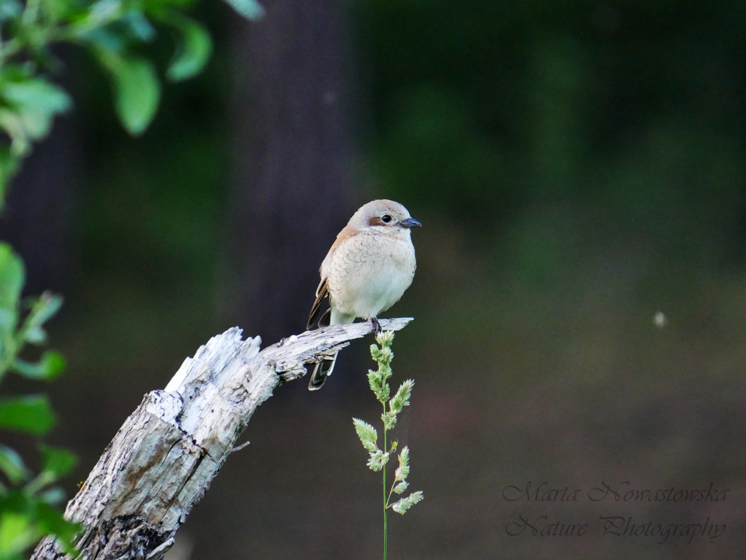 livebirdspoland_516eb5184d2657fd49ce1cd6252fc7b2.jpg