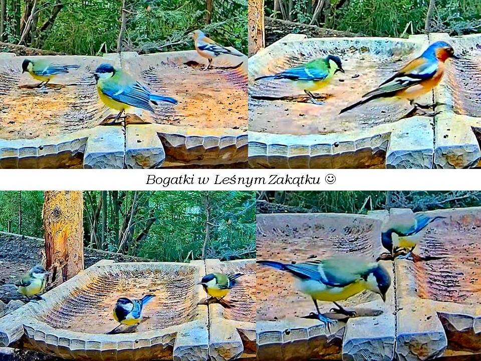 livebirdspoland_065eba3de0b513c25afa2c5ad500027f.jpg