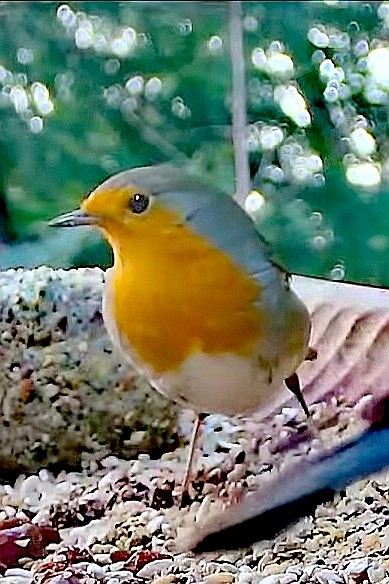 livebirdspoland_86146420ad564d9b8e2a1f07003462bb.jpg
