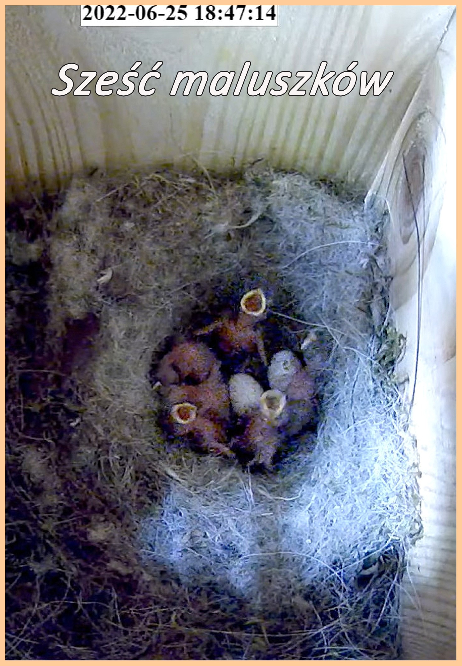 livebirdspoland_346f36d0368e0ea894e0b920fecfda79.jpg