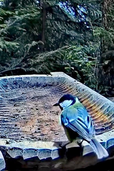 livebirdspoland_0d5e83c9f7eea2075d718825b4825bc5.jpg