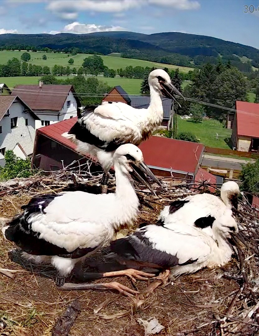 livebirdspoland_d6a51f95511c16a0a4103074b24fa5b1.jpg