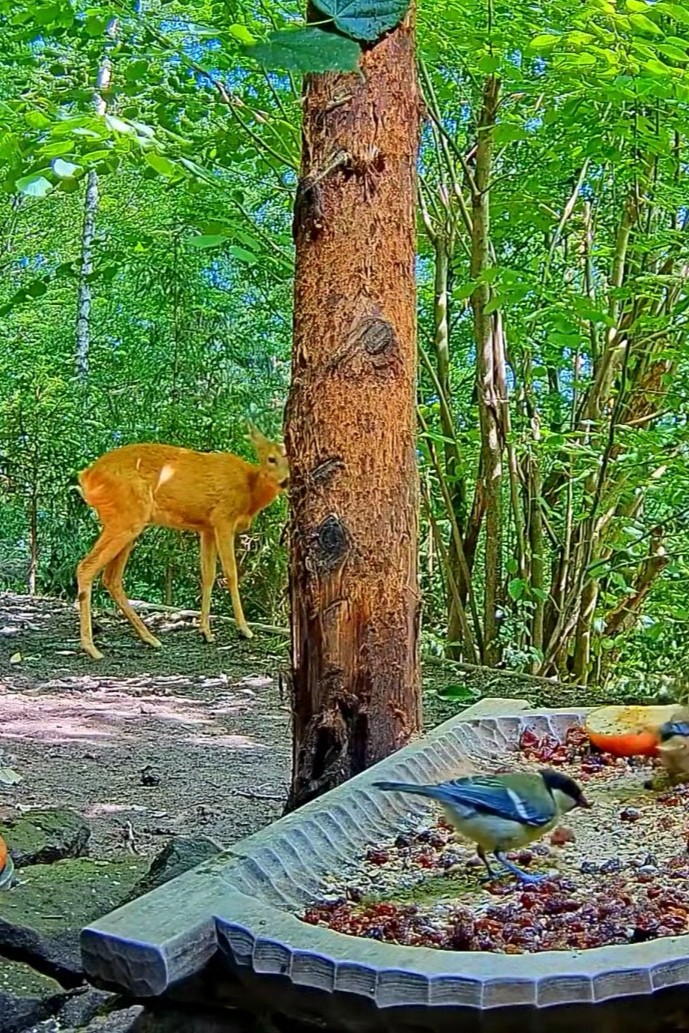 livebirdspoland_80baf6c26894b2163d2d5116a5248560.jpg