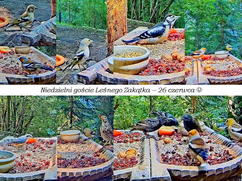 livebirdspoland_c05e9e6ae3ecf17398a08e37ef634f9e.jpg